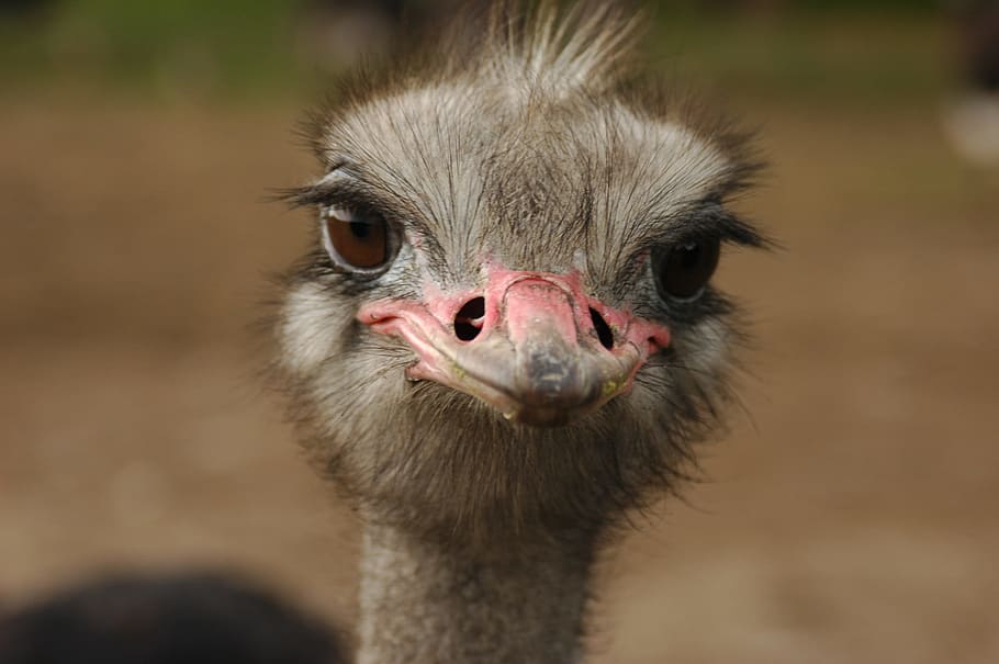 close, ostrich, head, close up, bird, beak, neck, flightless, feather, eyes