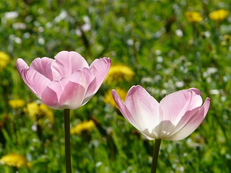 Tulips, White, Light, Pink, white, light pink, back light, beautiful, tulpenbluete, flowers, colorful