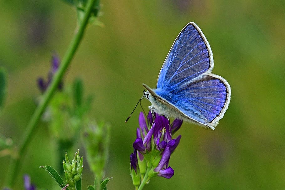 butterfly, common blue, meadow, nature, close up, animal wildlife, animal themes, insect, flower, animal