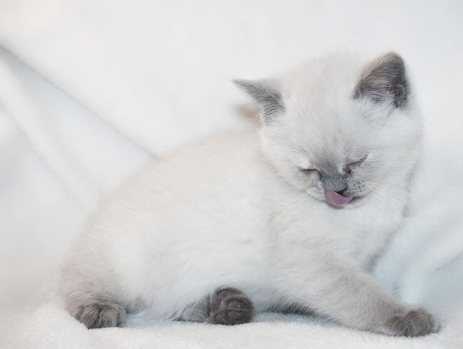 white, medium, coated, cat, textile, kitty, puppy, animal, pet, kitten
