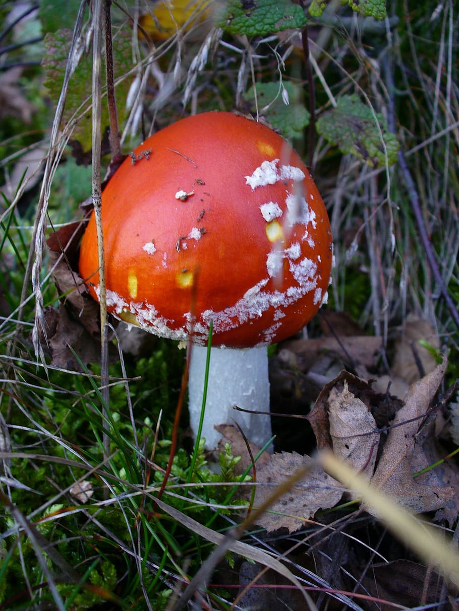 fly agaric, toxic, nature, forest, red, point, amanita muscaria, red fly agaric mushroom, autumn, leaves