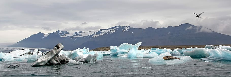 laguna jökulsárlón, islandia, laguna, Jökulsárlón, molino de viento gard, iceberg, foca, golondrina, naturaleza, paisaje