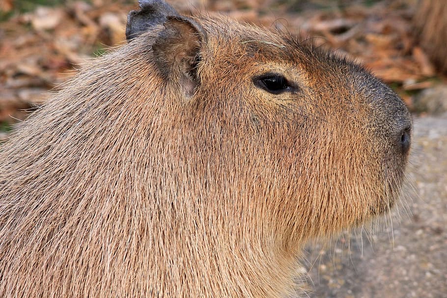 Capybara, Rodent, Animal, Wildlife, Wild, zoology, mammal, species, wilderness, environment
