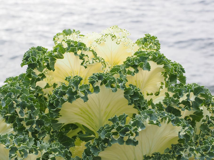 ornamental cabbage, leaves, detail, ruffled, kraus, fraktalähnlich, fractal, ornamental vegetables, ornamental plant, green