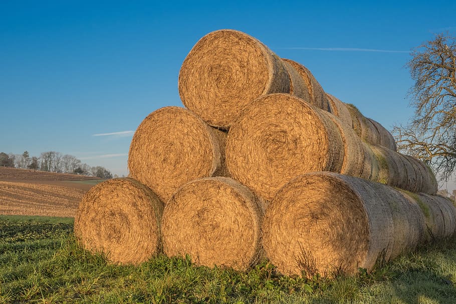 Straw Bales, Round, straw, round bales, agriculture, bale, cattle feed, hay, food, meadow