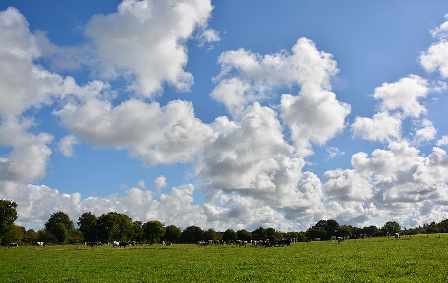 landscape campaign, panorama campaign, prairie, pasture, panorama view, landscape, field, herd of cow, herbivore, ruminant