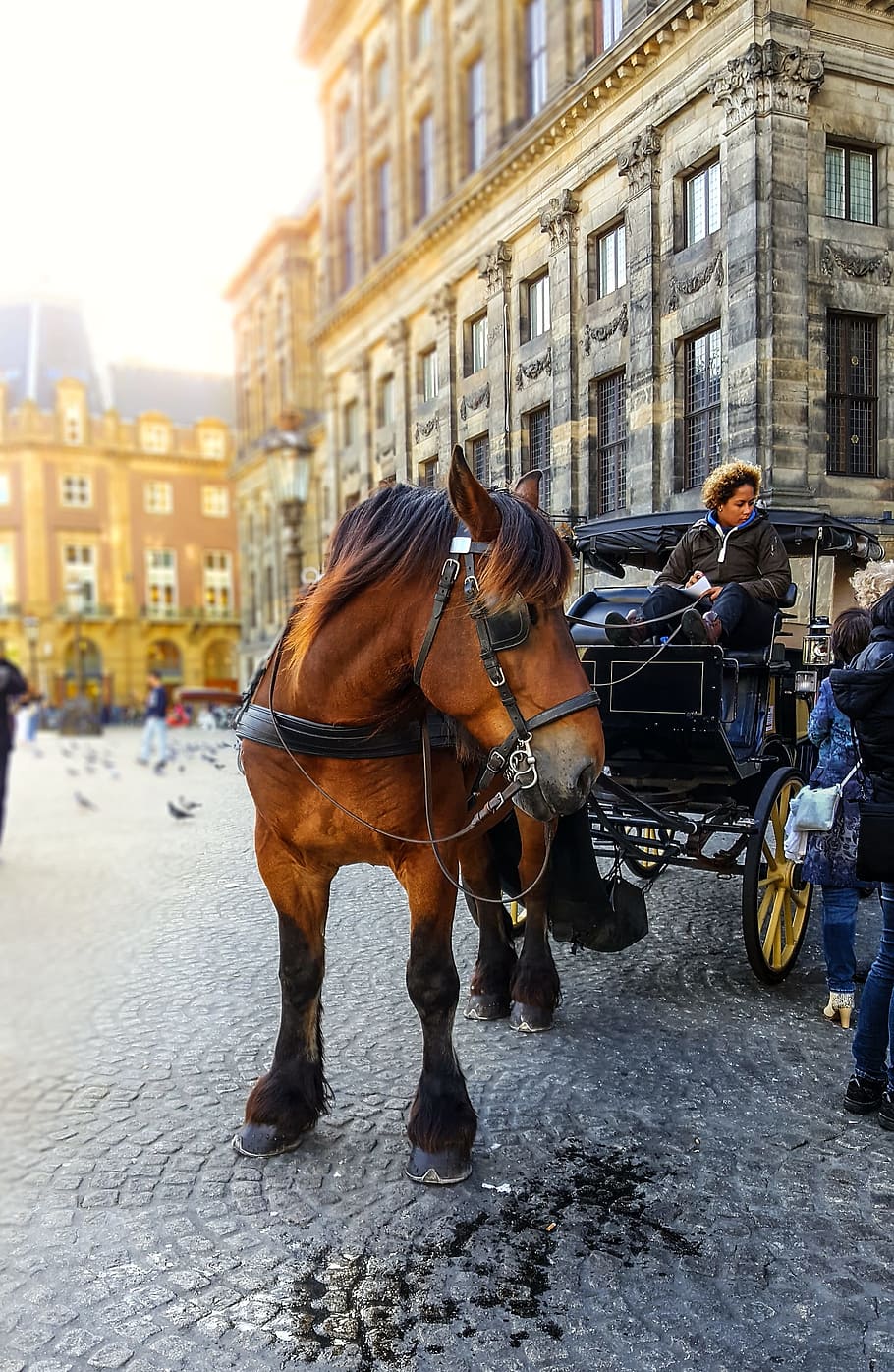Amsterdam, caballo, carro, taxi, transporte, países bajos, mañana, plaza, holanda, holandés