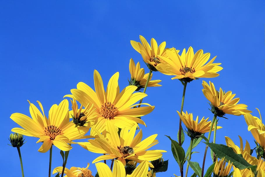 sunflowers, blue, sky, jerusalem artichoke, yellow flower, blue sky, yellow, flower, nature, blossom