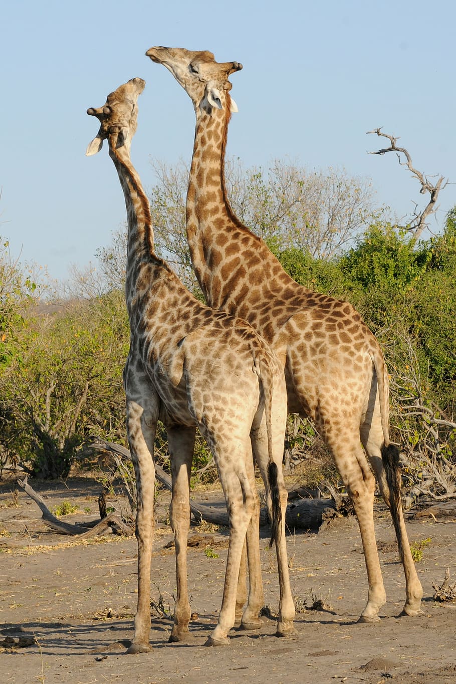 two, brown, giraffes, bush, blue, sky, daytime, botswana, chobe, play