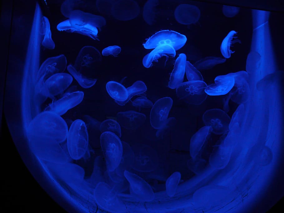 jellyfish, luminous jellyfish, Jellyfish, Luminous, luminous jellyfish, light phenomenon, glasses, illuminated, medical Exam, healthcare And Medicine, medical Scan