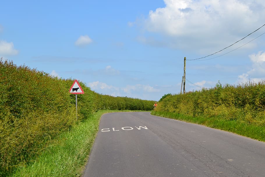 road, slowly, line, shield, cow, nature, blue, hedge, bush, transportation