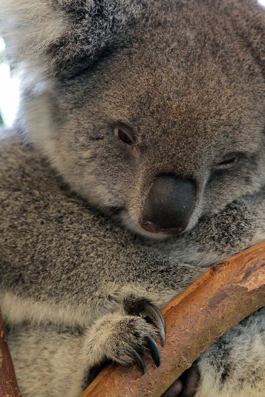 koala, oso, australia, animal, mamífero, salvaje, naturaleza, marsupial,  piel, árbol | Pxfuel