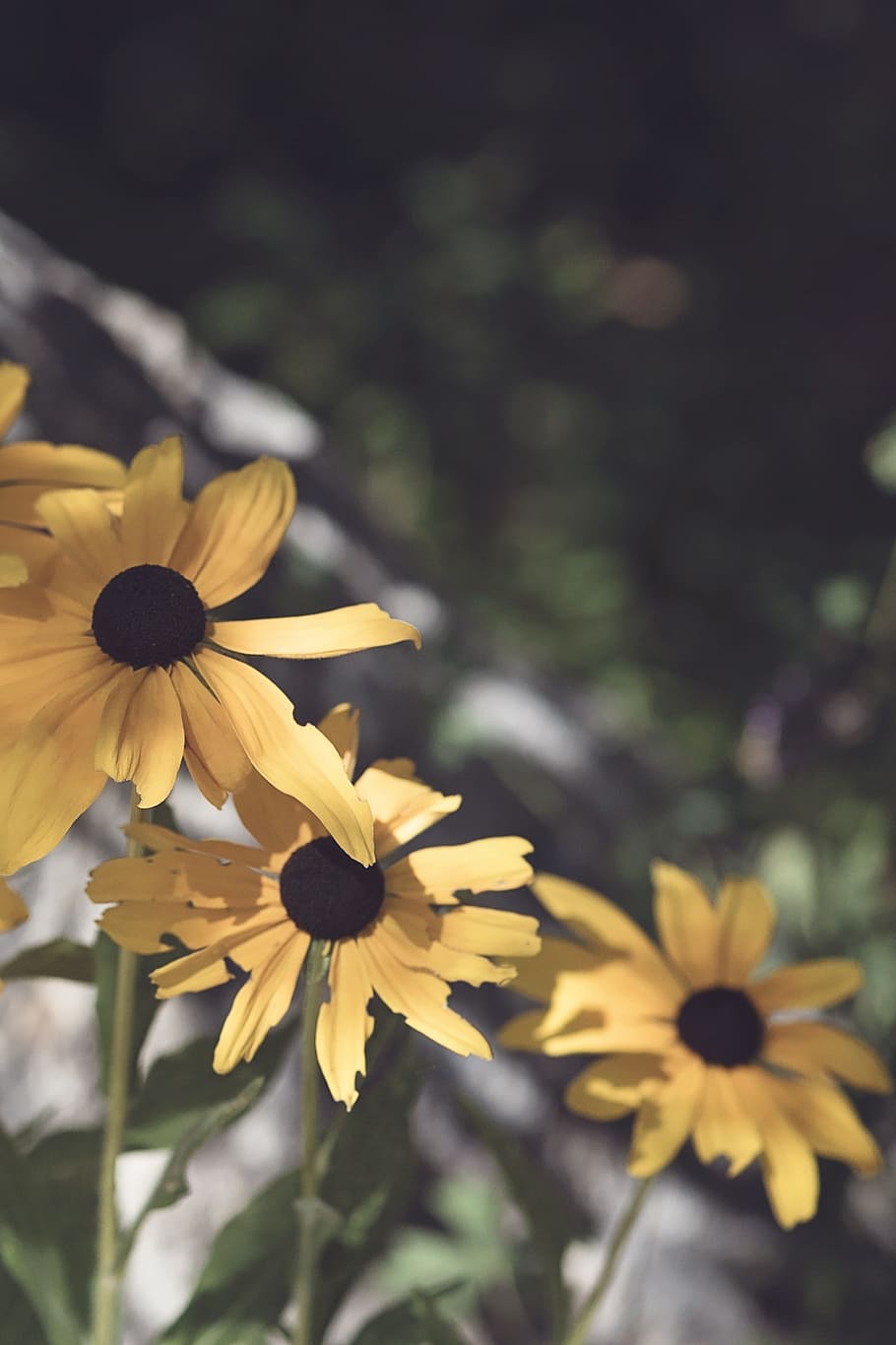 susan mata hitam, kuning, taman, tanaman, rudbeckia, daisy, alam, mekar, bunga, berbunga