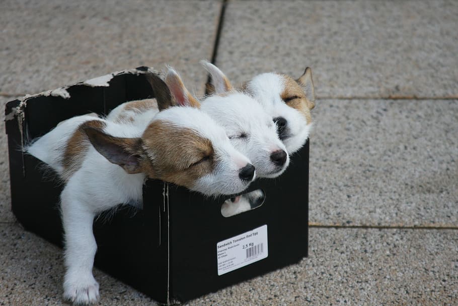 three, puppies, black, box, animals, dogs, podengo portugues pequeno, sleep, rest, frugality