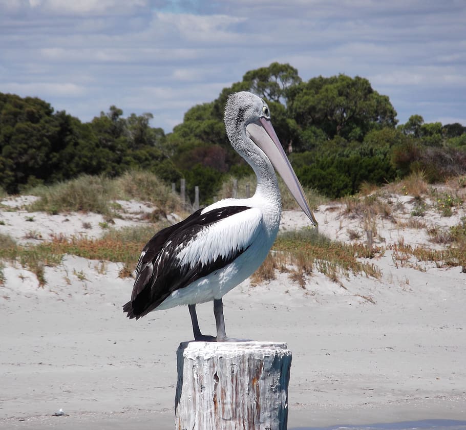 branco, preto, pelicano, em pé, tronco de árvore, árvore branca, praia, austrália, pássaro, animais selvagens