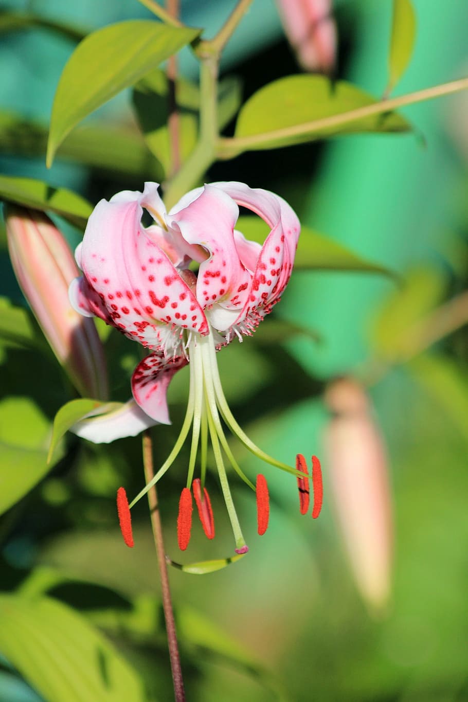 lily, flower, pink lily, plant, nature, garden, closeup, ornamental plant, garden flowers, sun