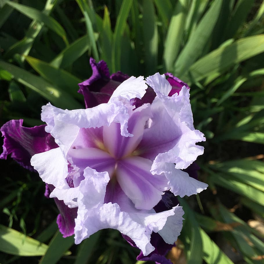 iris, flor morada, iris morado, planta floreciente, flor, planta, belleza  en la naturaleza, pétalo, crecimiento, frescura | Pxfuel