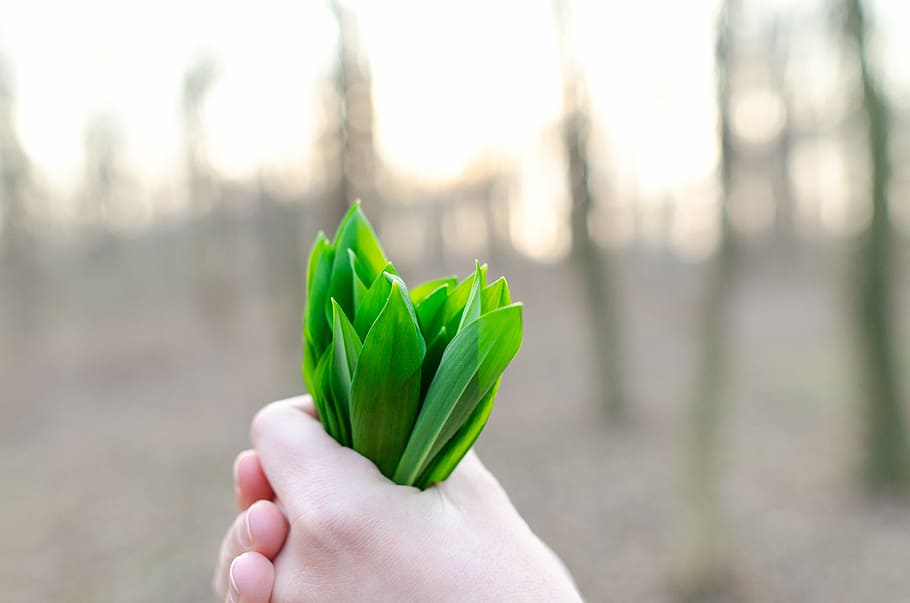 person, holding, green, leaves, leaf, herbal, plant, nature, hand, human hand