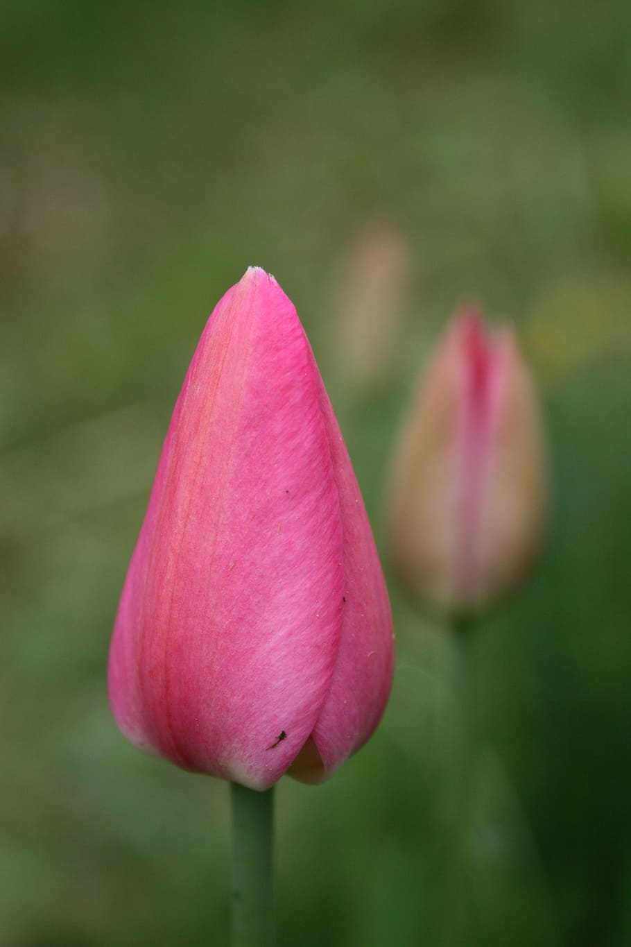 Tulipa, flor, rosa, suave, broto, cor rosa, pétala, natureza, fragilidade, crescimento
