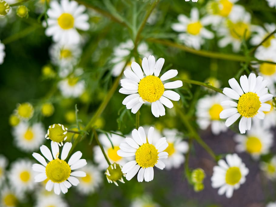 white, petal, yellow, flower, garden, nature, plant, outdoors, flowering plant, freshness