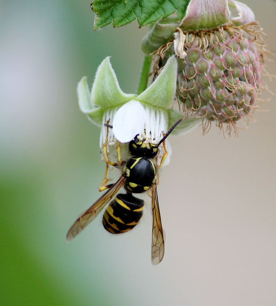 Lebah, Bumblebee, Tawon, Bunga, menyengat, musim semi, kikuk, penerbangan, raspberry, hewan