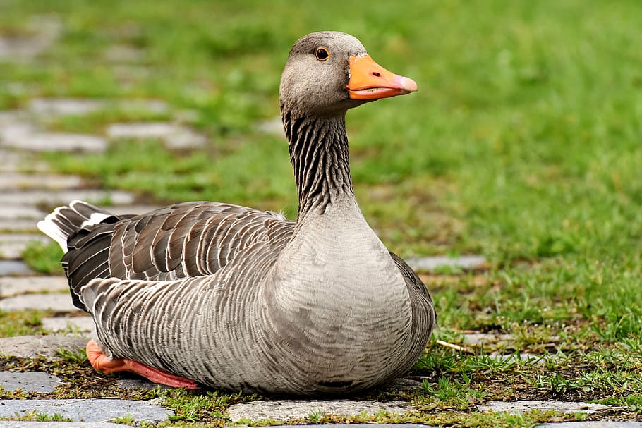 grey, duck, sitting, green, grass, goose, wild goose, water bird, sit, bird