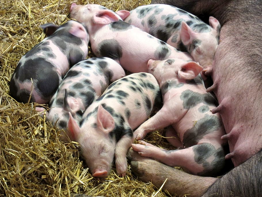 untitled, piglets, farm, pig, livestock, pink, little, young, baby, small