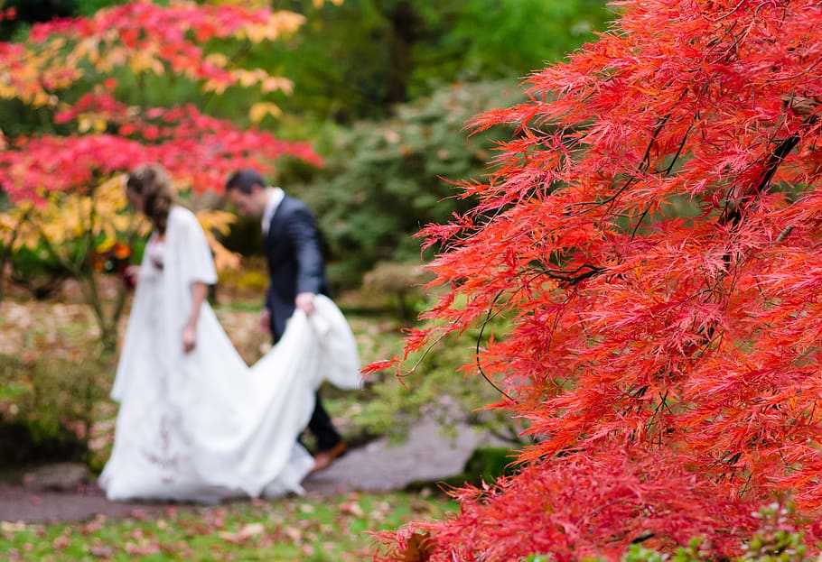 pernikahan, maple, Jepang, musim gugur, gaun, sesuai, manusia, wanita, menikah, maple merah