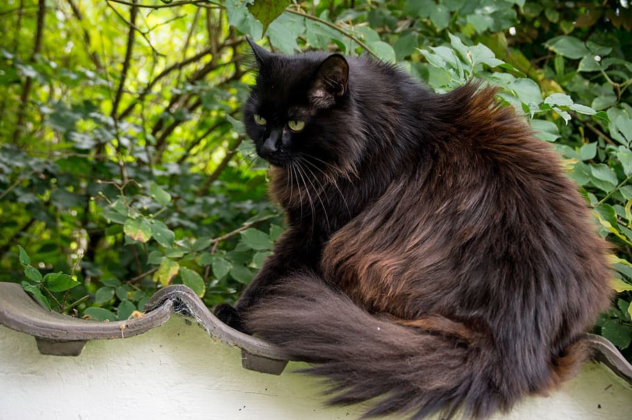 long-coated, brown, cat, daytime, thick, fluffy, thick cat, psychiatric, garden, move