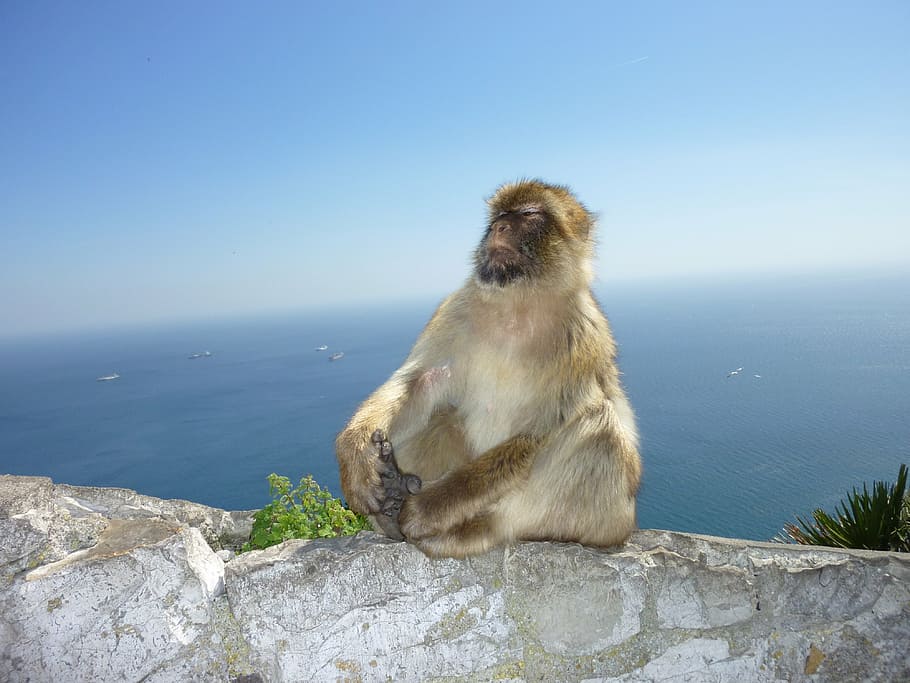 monkey, gibraltar, monkey mountain, self confidence, animal themes, animal, mammal, animal wildlife, primate, one animal