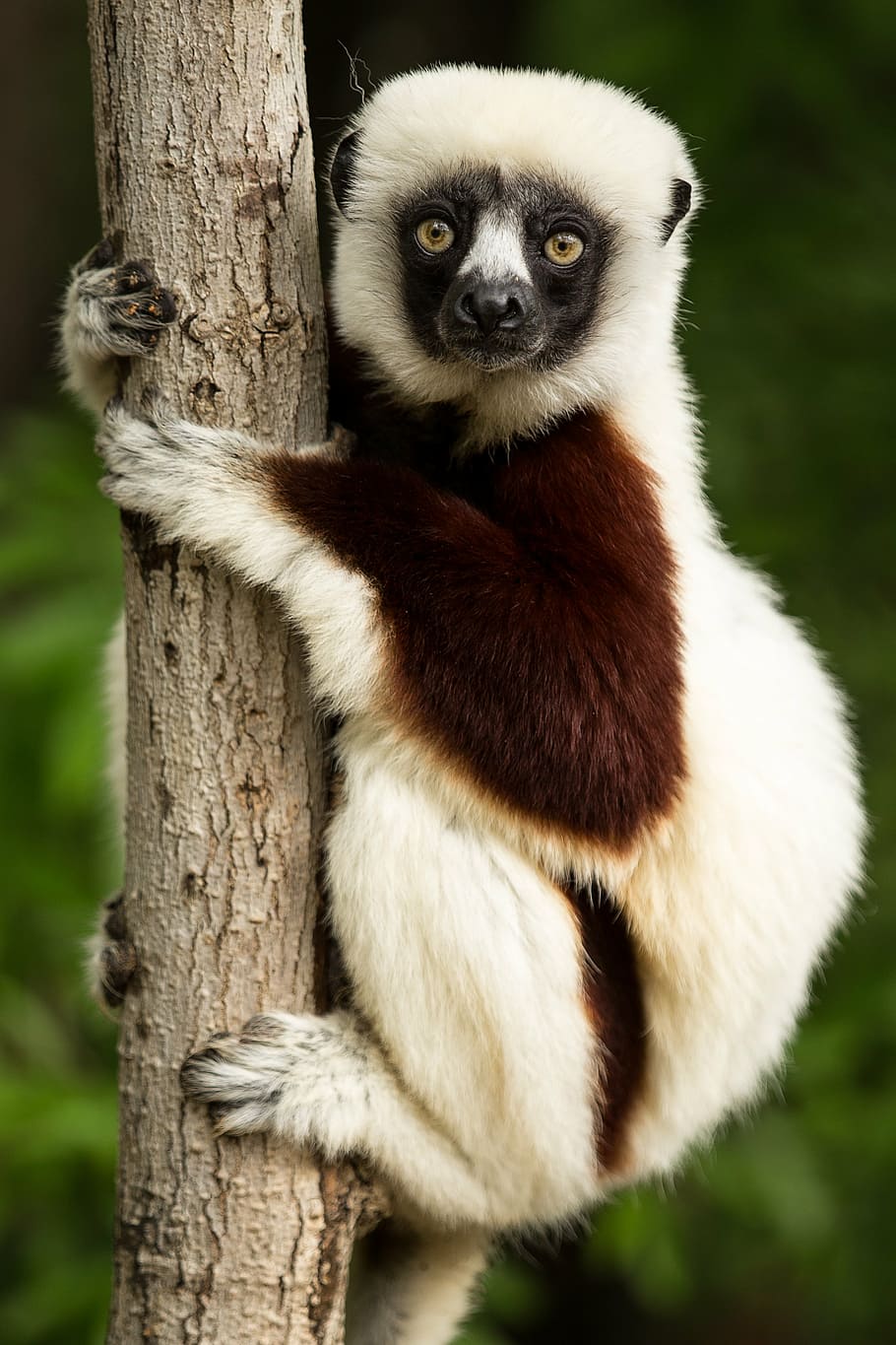 animal, holding, tree trunk, lemur, coquerel's sifaka, sifaka, madagascar, propitheus, duke lemur center, durham