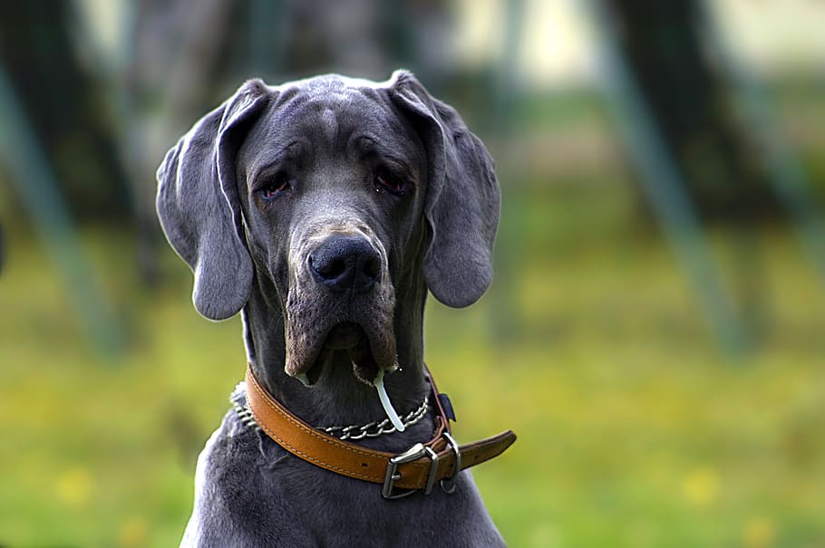 fotografía de enfoque selectivo, gris, negro, retrato, animal, azul, raro, grande, perra, cabeza