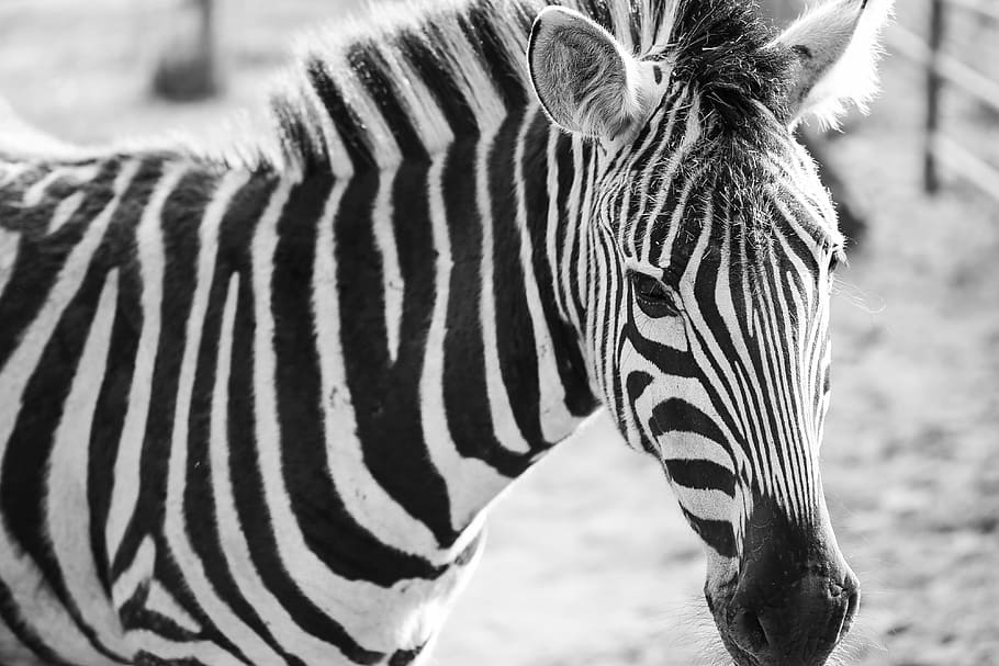 zebra preto e branco retrato, zebra, preto, branco, retrato, animais, exótico, safari, jardim zoológico, listrado