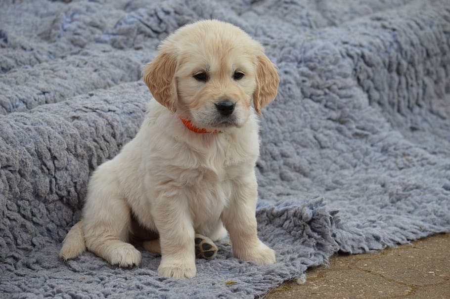 golden, retriever puppy, focus photo, Dog, Golden Retriever, Puppy, young, pets, cute, animal