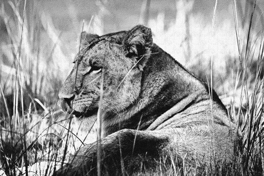 lioness, resting, black, white, b w, rest, female, lion, predator, wildlife