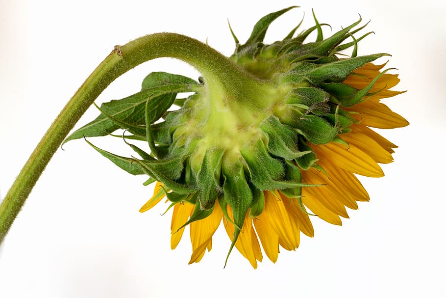 sunflower, petals, flower, yellow, botanical, color, plant, fresh, nature, spring