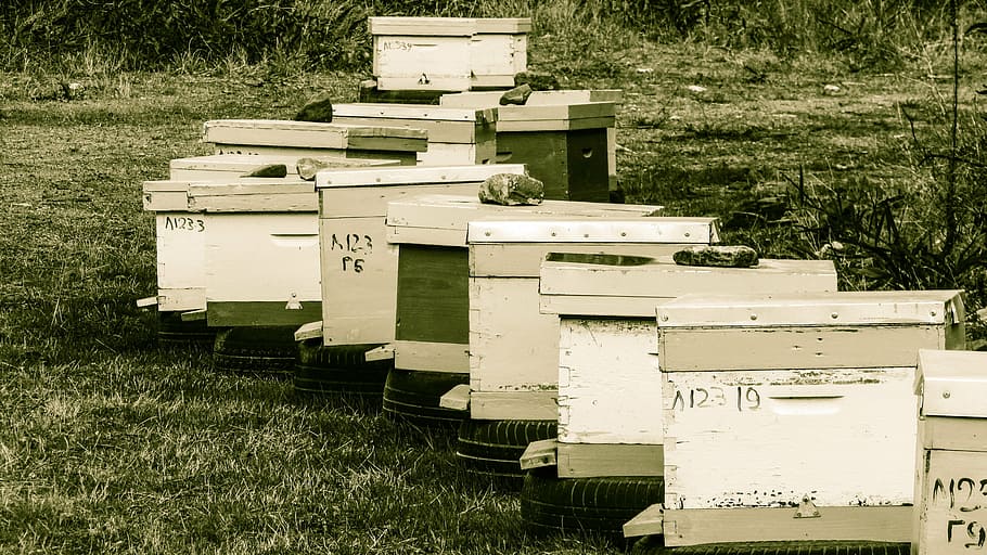hive, beehive, apiculture, beekeeping, apiary, agriculture, traditional, cyprus, plant, grass