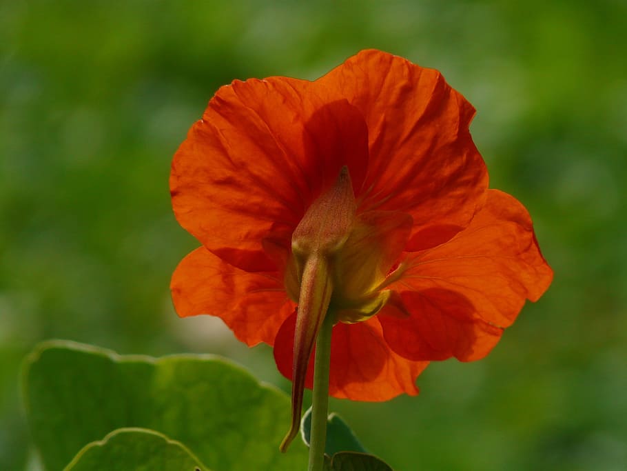 Tropaeolum Majus, Flor, laranja, laranja vermelho, vermelho, colorido, forte, planta ornamental, colheita, costas