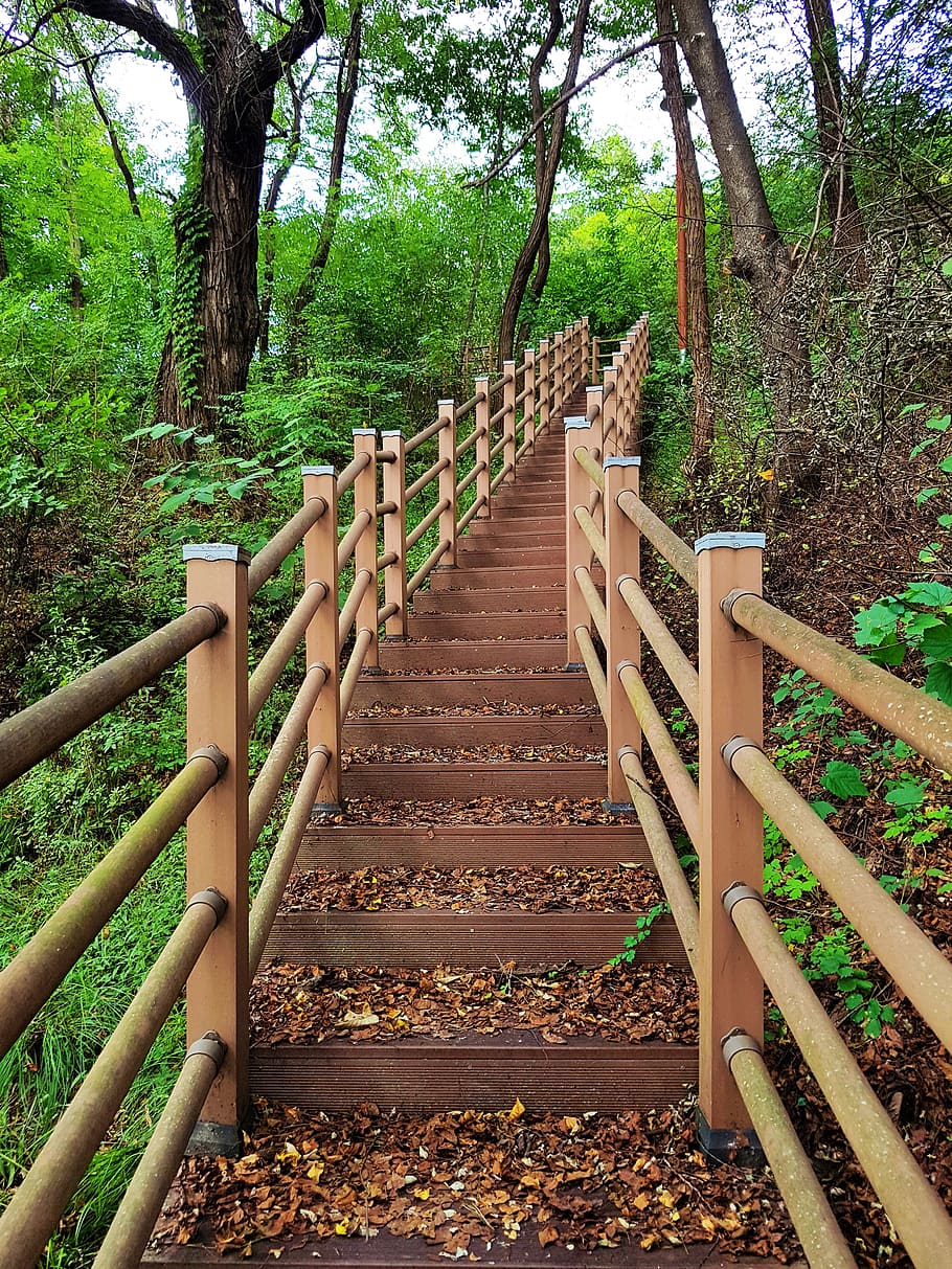 gil, stairs, forest road, nature, scenery, break, path, the leaves, handle, gradually