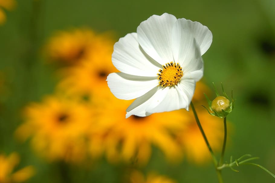 bunga daisy putih, bunga, makro, alam, kuncup, tanaman berbunga, kesegaran, tanaman, kerapuhan, kerentanan