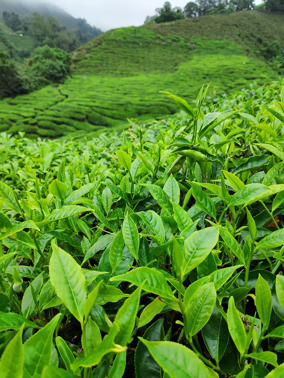 perkebunan teh, tee, alam, warna hijau, pertumbuhan, menanam, daun, bagian tanaman, tanah, keindahan di alam