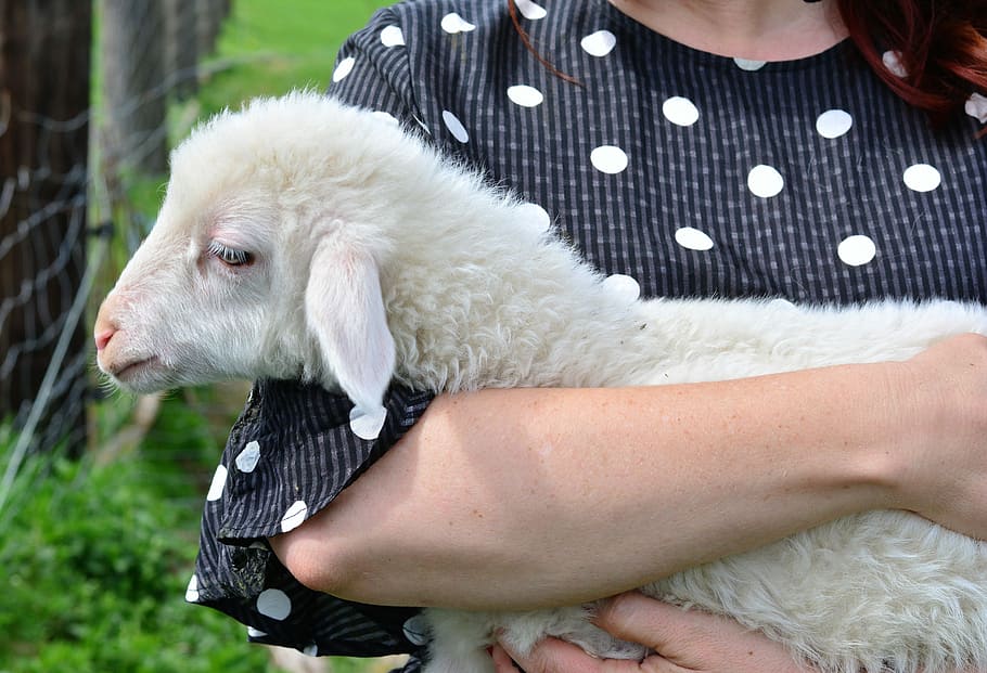 mulher, carregando, branco, ovelha, cordeiro, animal jovem, filho animal, humano, um, bonitinho