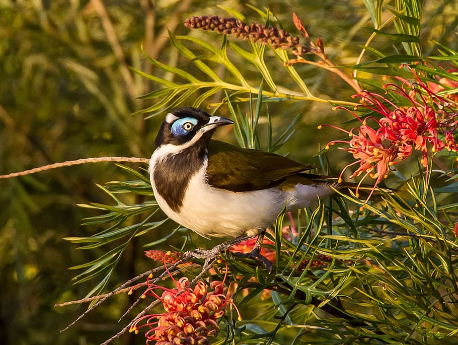 black, white, bird, perched, red, petaled flower, blue faced honeyeater, exotic, honeyeater, olive