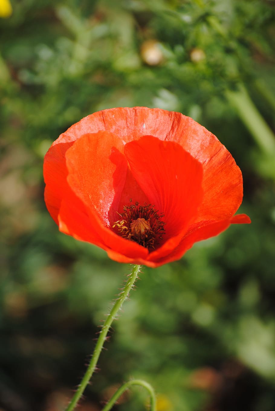 poppy, red flower, close up poppy, red, summer, flower, blooming, floral, bloom, flowering plant