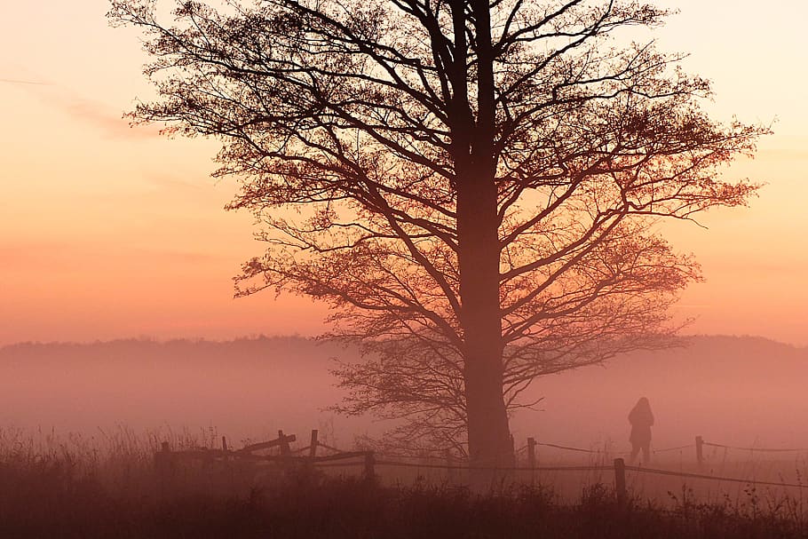 landscape, sunset, fog, november, meadow area, walkers, ghostly, atmospheric, tree, plant
