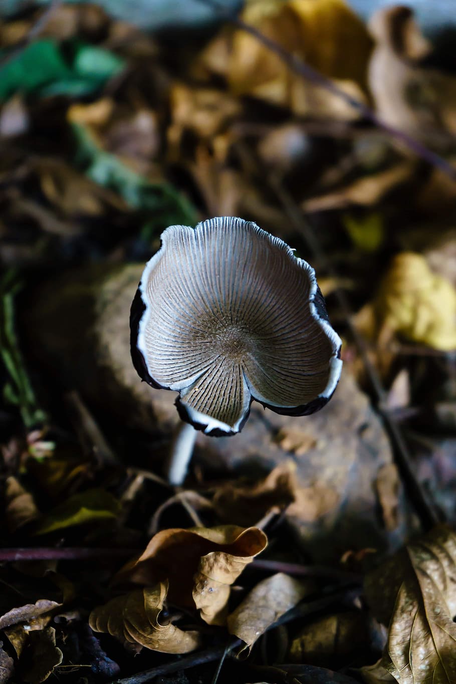 mushroom, wild, nature, beauty, solitary, strong, fungus, plant, close-up, growth