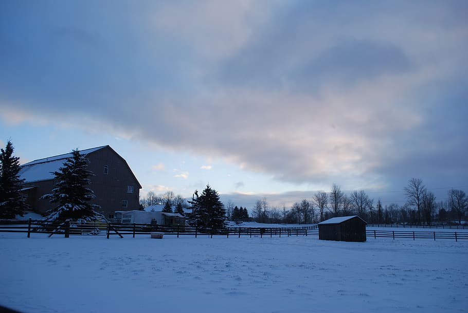 farm, barn, winter, horses, countryside, nature, scenic, landscape, dawn, sunrise