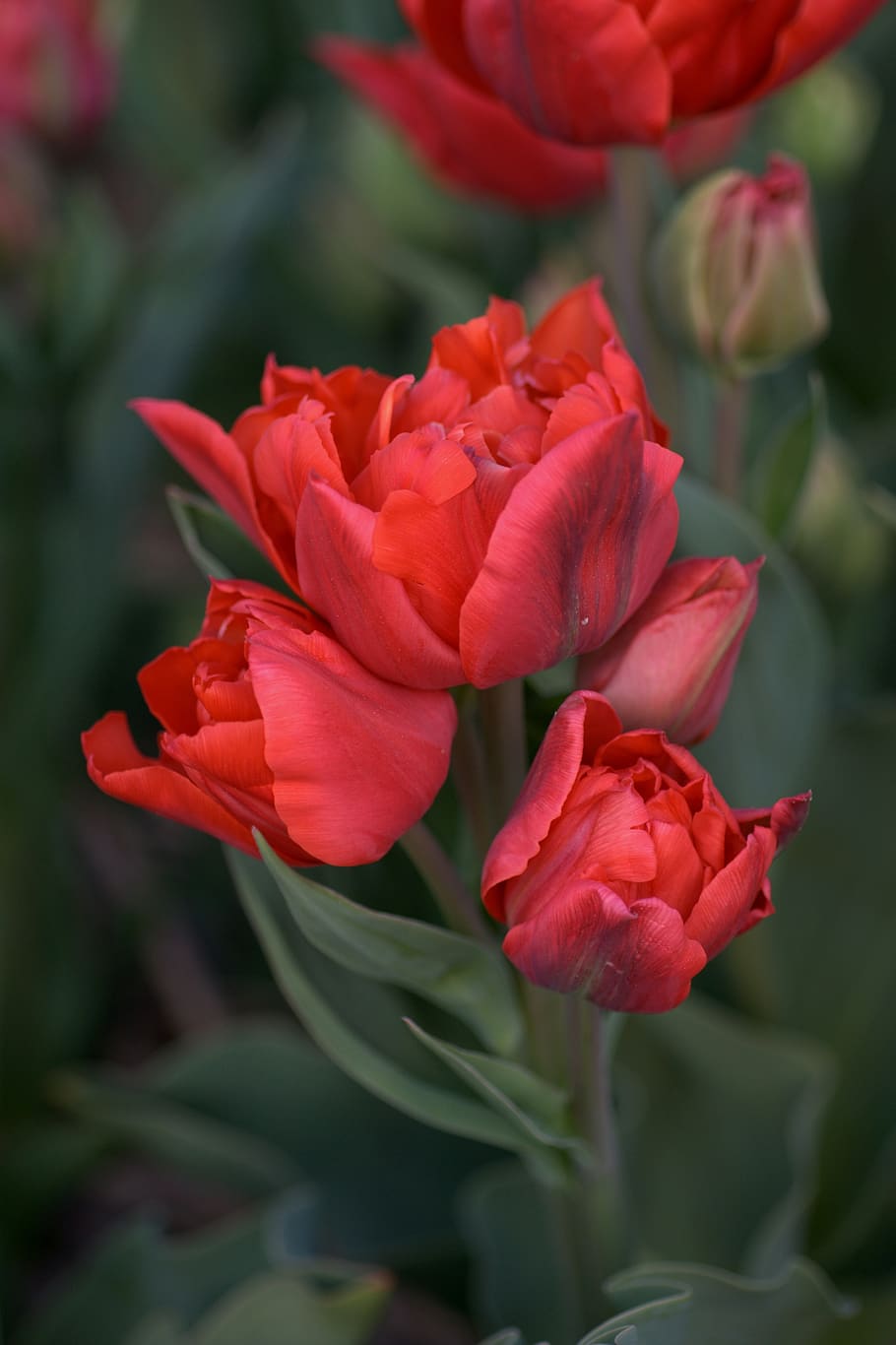tulip, red, spring, tulips, flowers, flora, bouquet, nature, garden, romance