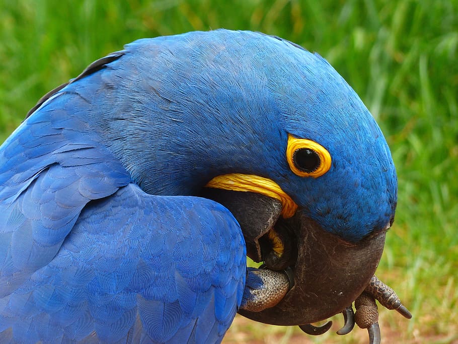 앵무새, blauara, hyazinth-ara, anodorhynchus, 새, 푸른, 큰, 아름다운, 예쁜, 놀이
