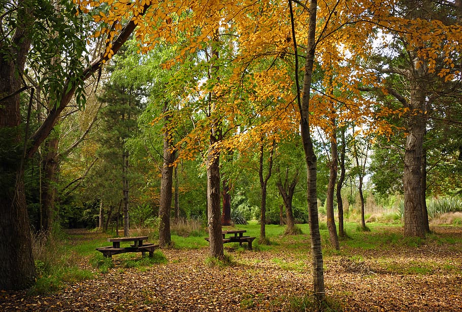 The picnic, picnic tables, bench surrounded by trees, tree, plant, autumn, change, beauty in nature, land, tranquility